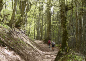 Agricampeggio-Vio-Villas-tra-i-cammini-aperti-delle-colline-di-Arezzo-Toscana– Immersione-nella-natura-e-cultura-locale