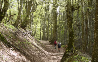 Agricampeggio-Vio-Villas-tra-i-cammini-aperti-delle-colline-di-Arezzo-Toscana– Immersione-nella-natura-e-cultura-locale