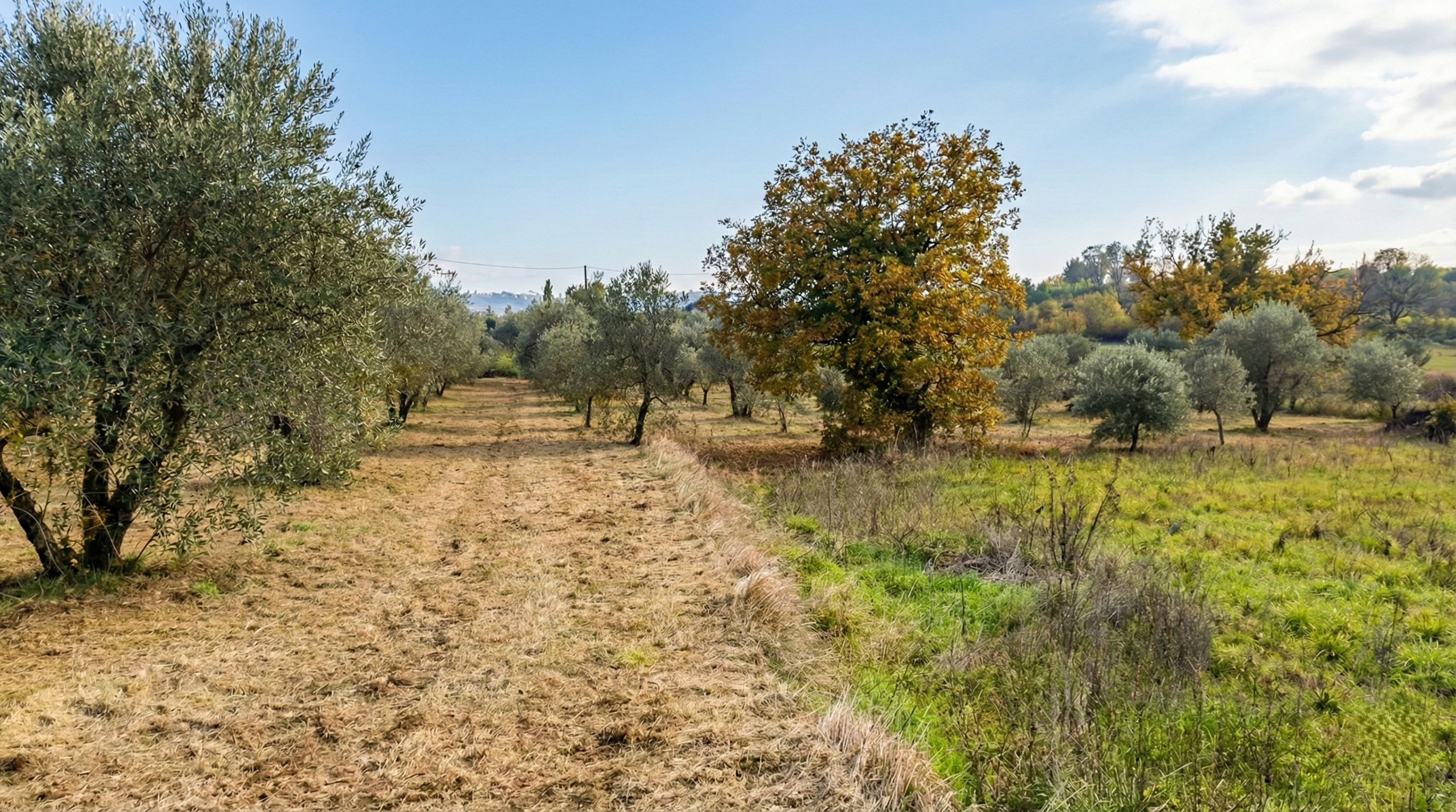 viovillas-agricamping-arezzo-uliveto-paesaggio.png Ingresso indipendente Bungalow Rosmarino Viovillas località Antria Arezzo