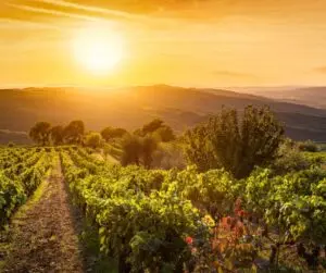 granducatocollection-B&B-affittacamere-chianti-vigneto-degustazione-arezzo-firenze-toscana